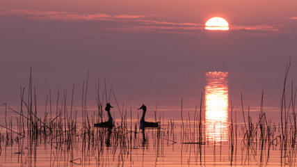 Stimmungsvoller Sonnenaufgang mit echten Farben am Binnensee mit Haubentaucher bei der Balz im Schilf