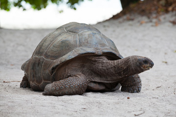 A big turtle on the beach on the Seychelles