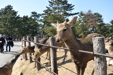 奈良公園の鹿