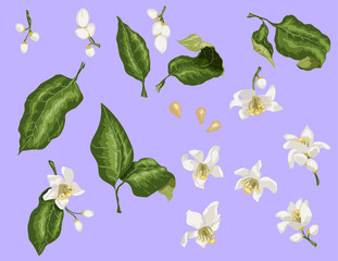 Citrus branches set with flowers and leaves. Flowers of orange, lime, lemon and others
