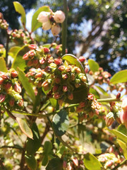 blueberry's flower buds / ラビットアイ系のブルーベリーのつぼみ