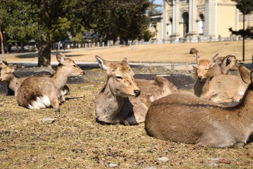 奈良公園の鹿