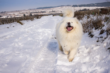 chien dans la neige
