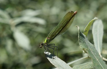 Dragonfly