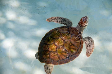 Deurstickers Schildpad zeeschildpad zwemmen
