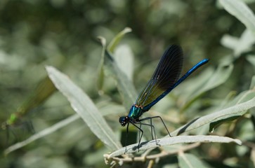 Dragonfly blue