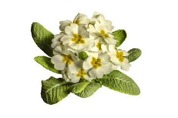 Decorative bouquet of blooming violets white with an yellow middle,on a white background
