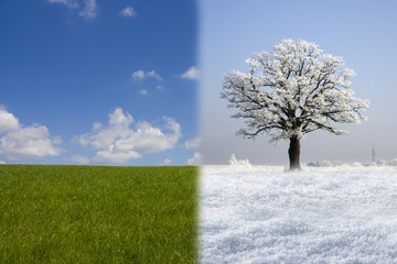 Wiese unter blauem Himmel mit Schneebedecktem Baum