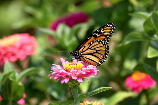 A Monarch Butterfly feeds on bright colored Zinnia flowers in the garden on a bright, summer day.
