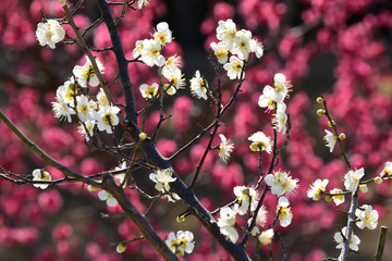 Japanese apricot bloom in a garden