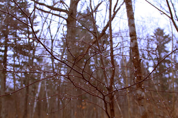 Obraz premium raindrops on branches in spring