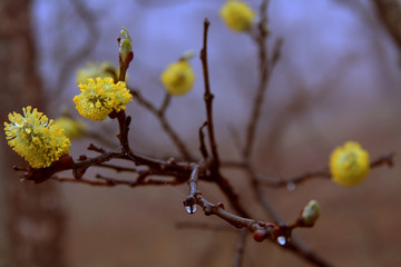 raindrops on branches in spring