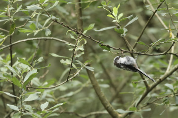 mésange à longue queue