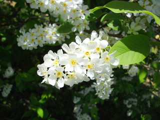Flowering cherries sunny spring day 
