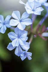 Flowers closeup. Nature plants in spring. Macro