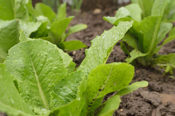 A vos salades, voici le printemps !