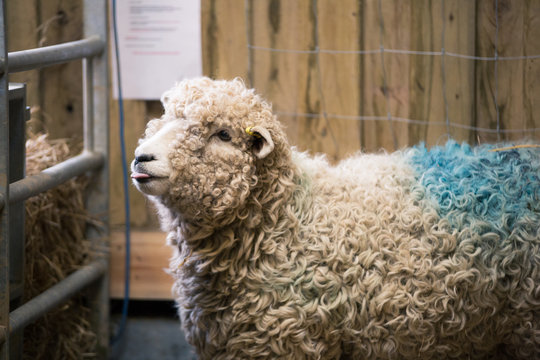 New mother female sheep. Nursing Devon and Cornwall Long Wool ewe inside the barn after giving birth to her lamb
