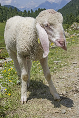 Weißes Lamm im Gebirge