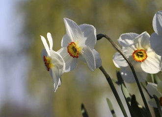 Narcisse des poètes