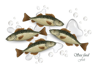 Mackerel Seafood fish Vector illustration. Waterdrops backgrounds