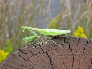 カマキリ