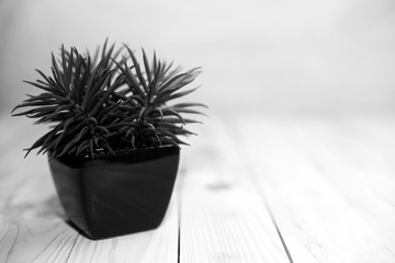 The small plant in the black pot place on the wooden board and wooden background. With copy space