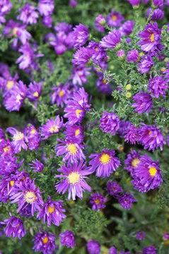 Aster Novae Angliae Purple Dome Purple Flowers With Green