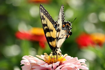 An Eastern Tiger Swallowtail Butterfly feeds on brightly colored Zinnia blossoms in the garden.