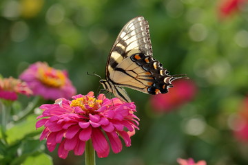 Fototapeta na wymiar An Eastern Tiger Swallowtail Butterfly feeds on brightly colored Zinnia blossoms in the garden.