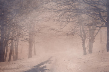 Sentiero segreto tra gli alberi immerso nella nebbia