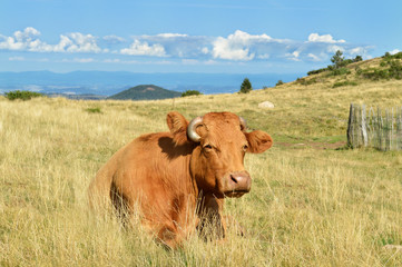 Fototapeta na wymiar A brown cow in a beautiful mountain scenery. In Auvergne, France.