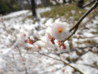 梅