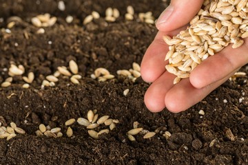 Planting Wheat Seeds