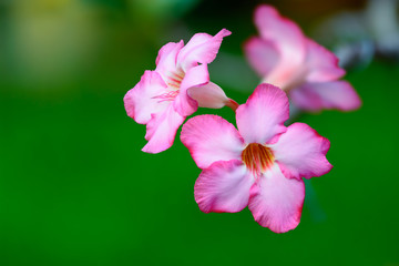 Adenium or Desert Rose  with green blur background.