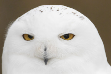 Obraz premium Snowy Owl Portrait