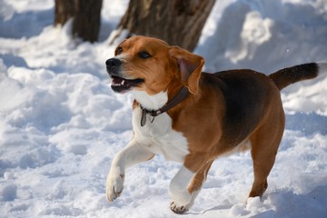A merry red beagle breed dog plays on the snow.