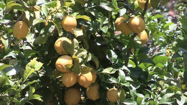 Lemons on Mallorca, Spain.