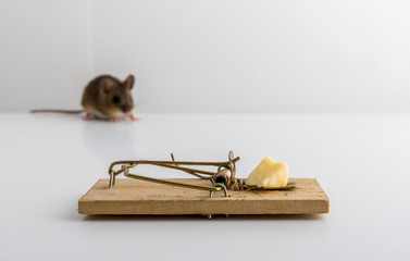 Mouse trap with cheese bait, and a small wood mouse, Apodemus sylvaticus, out of focus in the background,