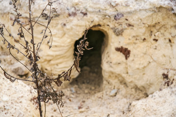 fox hole on the slope