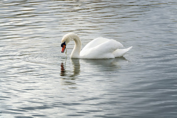 Naklejka premium A Swan eating underwater weed in the morning in Caldecotte lake