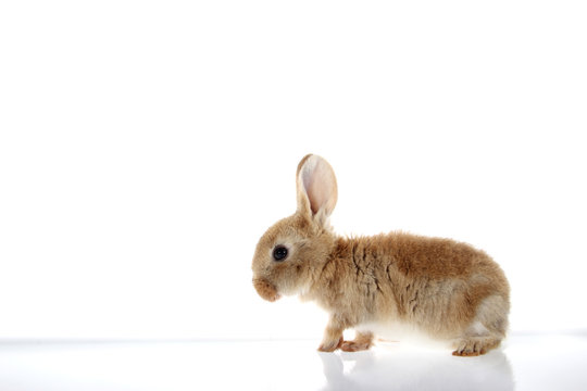 young domestic bunny, rabbit isolated on white background.