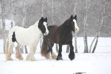 Nice irish cobs running in winter