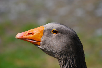 Close up of a Toulouse goose