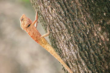 Chameleon on tree.