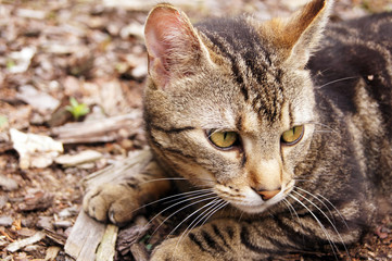 Augenblicke eines schwarz grauen Katers im Freien