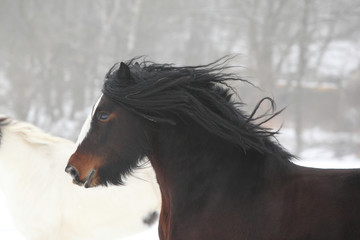 Beautiful irish cob running in winter