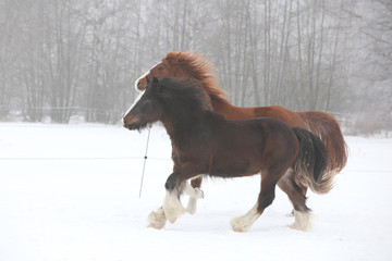 Nice irish cobs running in winter