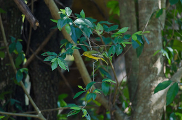 Common iora (Aegithina tiphia) bird