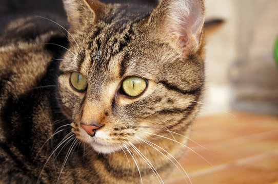 Augenblicke eines schwarz grauen Katers im Freien