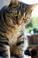 Augenblicke eines schwarz grauen Katers im Freien